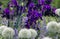 Fantastic flowering background - purple, blue and white flowers