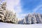 Fantastic fluffy Christmas trees in the snow. Postcard with tall trees, blue sky and snowdrift. Winter scenery in the sunny day.