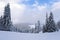 Fantastic fluffy Christmas trees in the snow. Postcard with tall trees, blue sky and snowdrift. Winter scenery in the sunny day.