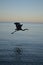 Fantastic Flying Great Blue Heron