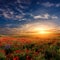 Fantastic foggy sunset at the poppies meadow. majestic rural landscape