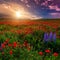 Fantastic foggy sunset at the poppies meadow. majestic rural landscape