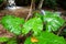Fantastic giant leaves a path beside a stream in tropical forest, art surface and shape of giant leaves in rainy, waterfall