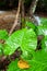 Fantastic giant leaves a path beside a stream in tropical forest, art surface and shape of giant leaves in rainy, waterfall