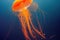 Fantastic golden yellow jellyfish in sea water. Illuminated aquatic undersea creature with majestic flow swimming in