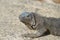 Fantastic Gray Iguana with Spines Along His Back