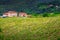 Fantastic green vineyard and typical Tuscan farmhouse, Italy