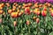 Fantastic landscape with colorful tulips middle of the field in