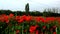 Fantastic Landscape with a Field of Poppies