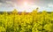 Fantastic landscape, majestic Beautiful Yellow Flowers of canola close up