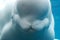 Really Fantastic Look at a Beluga Whale Underwater