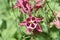 Fantastic Look Into the Center of a Pink Columbine