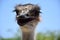 Fantastic Look At the Face of a Large Ostrich