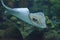 Fantastic Look at a Large Stingray Moving Underwater