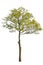 Fantastic maple tree with green leaves and flowers, cut out tree on white background