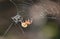 Fantastic Marbled Orbweaver Spider in a Web