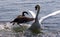 Fantastic moment with the Canada goose attacking the swan on the lake