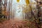 Fantastic Mysterious Foggy Morning in the Autumnal Forest. Moody Background with Colorful Trees