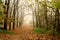 Fantastic Mysterious Foggy Morning in the Autumnal Forest. Moody Background with Colorful Trees