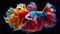 fantastic neon fish with flower tail and fins. Colorful floral fighting betta fish isolated on black