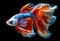 fantastic neon fish with flower tail and fins. Colorful floral fighting betta fish isolated on black