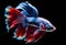 fantastic neon fish with flower tail and fins. Colorful floral fighting betta fish isolated on black