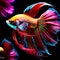 fantastic neon fish with flower tail and fins. Colorful floral fighting betta fish isolated on black