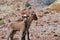 Fantastic Pair of Kid Goats in Aruba