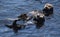 Fantastic Pair of Sea Otters in Morro Bay California