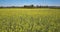 Fantastic picture yellow flowers on field by forest