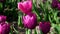 Fantastic pink tulips in spring