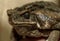 Fantastic portrait of horned toads threatening frog. Selective focus on the expressive eyes, shallow depth of field