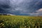 Fantastic rapeseed field at the dramatic overcast sky. Dark clouds, contrasting colors.