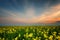 Fantastic rapeseed field at the dramatic overcast sky. Dark clouds, contrasting colors. Magnificent sunset, summer landscape.