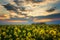 Fantastic rapeseed field at the dramatic overcast sky. Dark clouds, contrasting colors. Magnificent sunset, summer landscape.