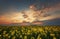 Fantastic rapeseed field at the dramatic overcast sky. Dark clouds, contrasting colors. Magnificent sunset, summer landscape.