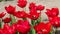Fantastic red tulips in spring