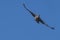 Fantastic shot of a chalk-browed mockingbird in flight against a cloudless blue sky