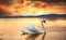 Fantastic shot of a white Swan swimming elegantly on a lake during sunset
