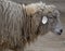 Fantastic Side Profile of a Woolen Sheep