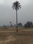 Fantastic single Indian Dates tree stand on the field...