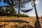 Fantastic South tropics: Hammock Between Palm Trees on the Beach - Sun Rays