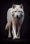 Fantastic specimen of the fierce White Wolf. Generative AI.