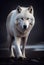 Fantastic specimen of the fierce White Wolf. Generative AI.