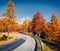 Fantastic sunny view of Dolomite Alps with yellow larch trees. Colorful autumn scene of mountains. Giau pass location, Italy,