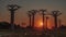 Fantastic sunset on the alley of baobabs. Silhouettes of tall exotic trees