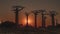 Fantastic sunset landscape. Silhouettes of huge baobabs against the red evening sky.