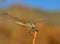 Fantastic sympetrum dragonfly in full equilibrium