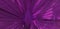 Fantastic texture in purple violet color. The structure of a large palm leaf in the shape of a fan.