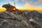 Fantastic top view from Grosser Hafner summit or peak during sunrise, Alps Austria, Hohe Tauern